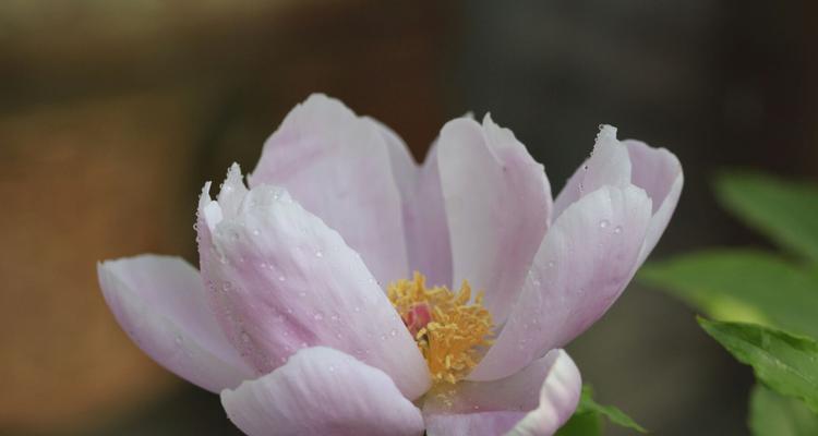 芍药花的花语（探寻芍药花的花语之美）