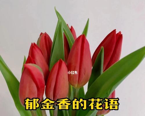 双色郁金香（解读花海中的双色郁金香）