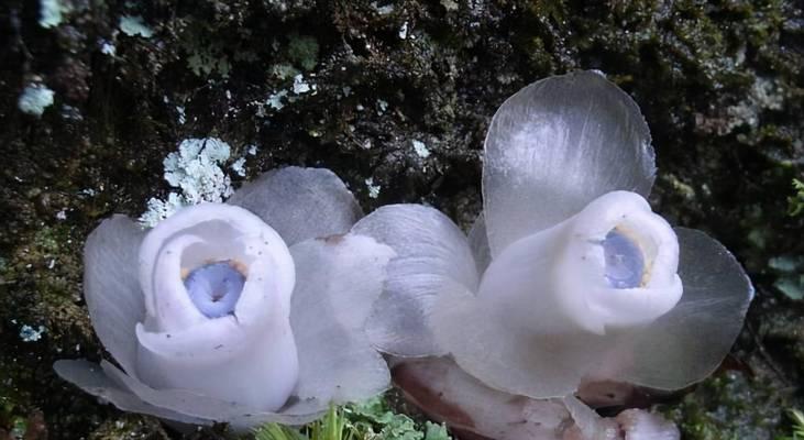 水晶兰花语解读——美丽与纯净的象征（水晶兰花语的深刻内涵和寓意）