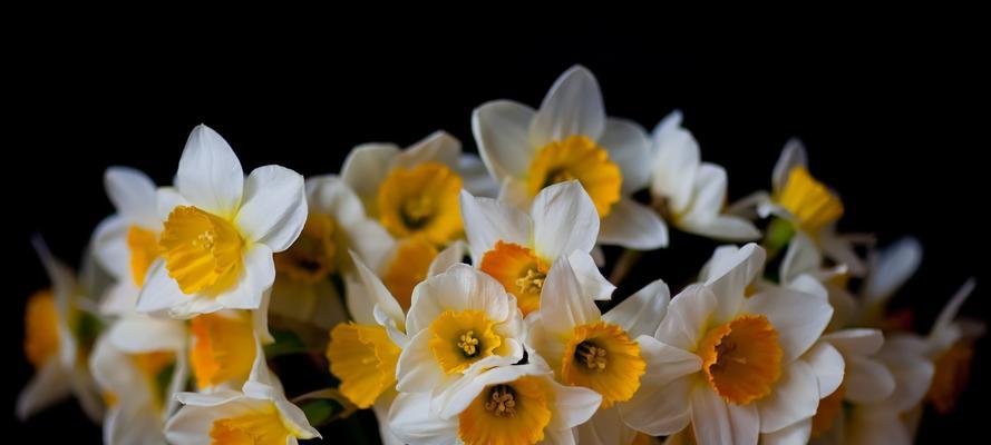 水仙花期（解读水仙花的开放时间和寓意）