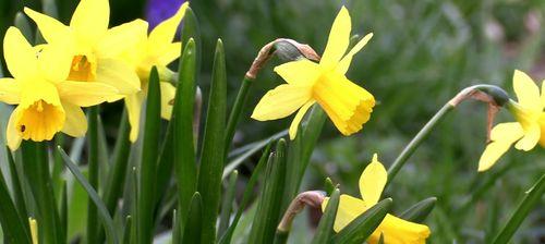 水仙花（探寻水仙花的传说和象征意义）