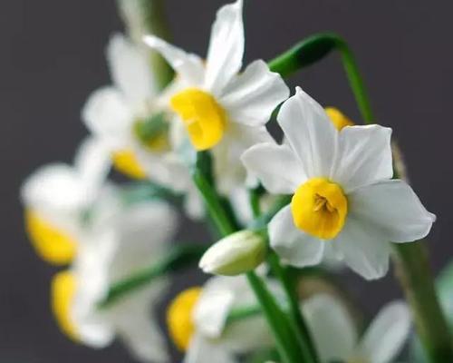 水仙花的花语与象征（传递爱情与美好的花朵）