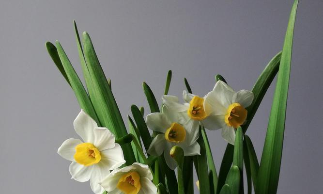 水仙花的花语与象征（传递爱情与美好的花朵）