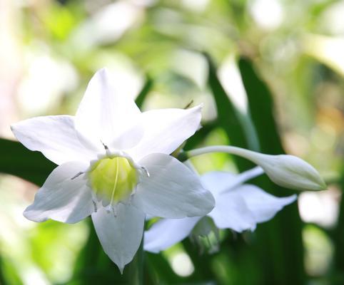 水仙花的花语与日本人的情感纽带（揭示水仙花的花语与日本文化的深刻内涵）