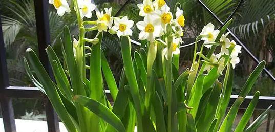 水仙花的花语与寓意（邂逅春天的魅力——水仙花的美丽传说）