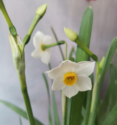 水仙花的花语与寓意（邂逅春天的魅力——水仙花的美丽传说）