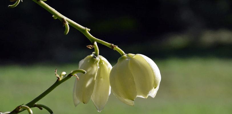 丝兰花语和寓意（探寻丝兰的秘密——美丽）