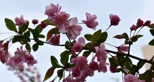 四季海棠花的美丽与花语（四季海棠花）