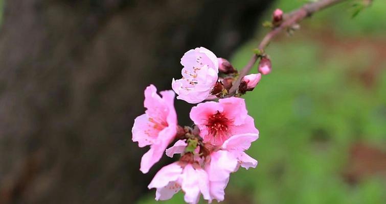 桃花的魅力与特点（桃花）