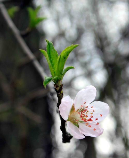 桃花的魅力与特点（桃花）