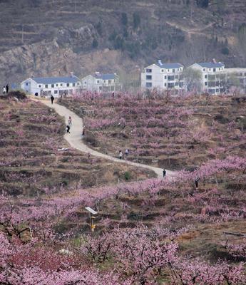 桃花的魅力与特点（桃花）