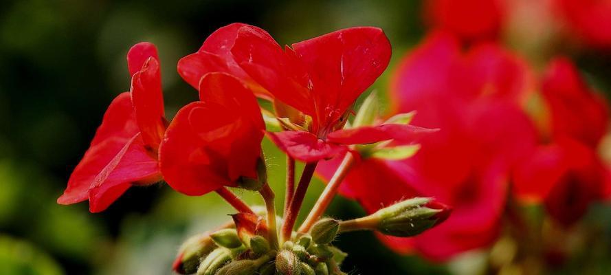 天竺葵的花语（花开香满园）