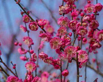 庭院梅花（梅花）