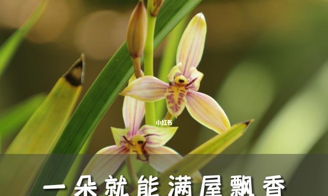 文兰花的寓意与象征（美丽坚强的灵魂之花）