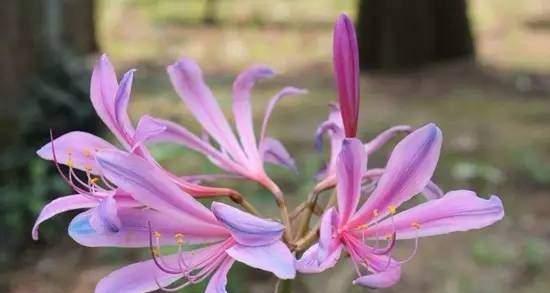 夏水仙花语——激励与希望（用夏水仙花语传递勇气与憧憬）