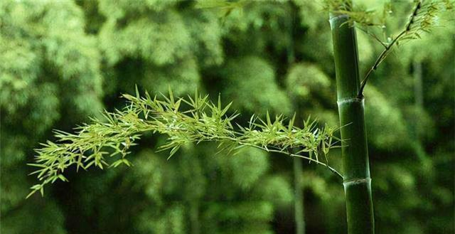 坟上的绿意——适合种植的植物（寻找适合墓地的绿色搭配）