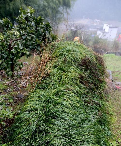 坟上的绿意——适合种植的植物（寻找适合墓地的绿色搭配）