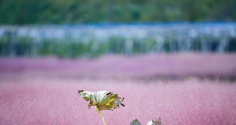 粉黛乱子草花期全攻略（探秘什么时候开花）