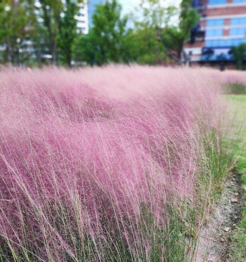 粉黛乱子草花期全攻略（探秘什么时候开花）