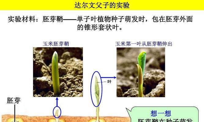 粉豆花种子的最佳种植时间（掌握最佳种植时间）