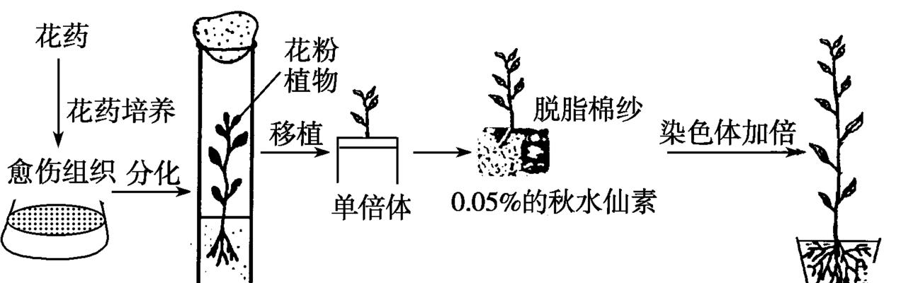 粉龙叶子卷曲的原因与处理方法（诊断粉龙卷曲病因）