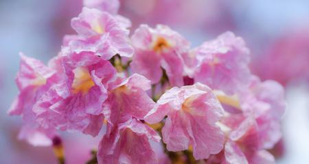 盘点开粉色花的树，美丽的粉色树海等你来赏（从樱花到桂花）