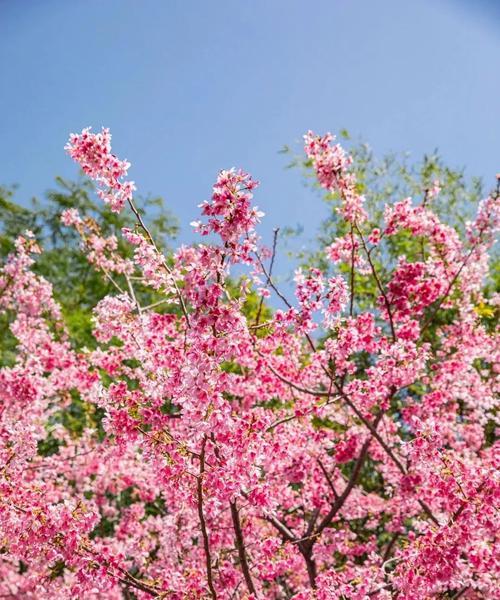 粉色樱花的花语（探寻粉色樱花的花语及象征意义）