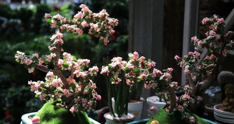 风车草的风水作用与适合家里养的特点（探究风车草如何给家居带来好运）