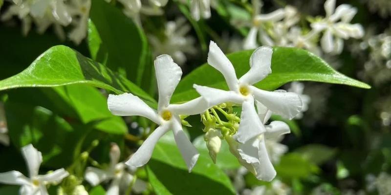 为什么风车茉莉不开花（揭开风车茉莉不开花的谜团）