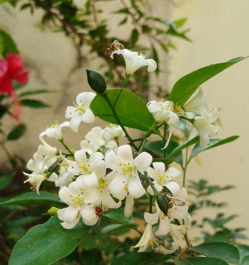 风车茉莉的花期是什么时候（了解风车茉莉的生长周期及栽培技巧）