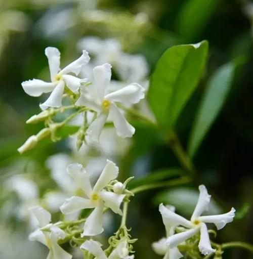 风车茉莉的生长周期（详解风车茉莉的花期和生长过程）