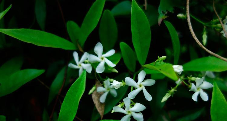 风车茉莉花期及开花时间持续多长（花期特点）