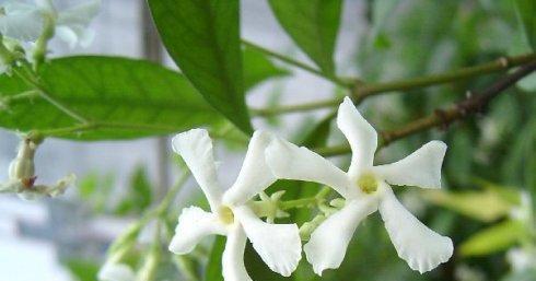 风车茉莉的开花时期（探究风车茉莉花期的因素和特点）