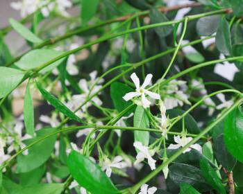 风车茉莉喜水的种植与养护（打造美丽花园的秘密武器）