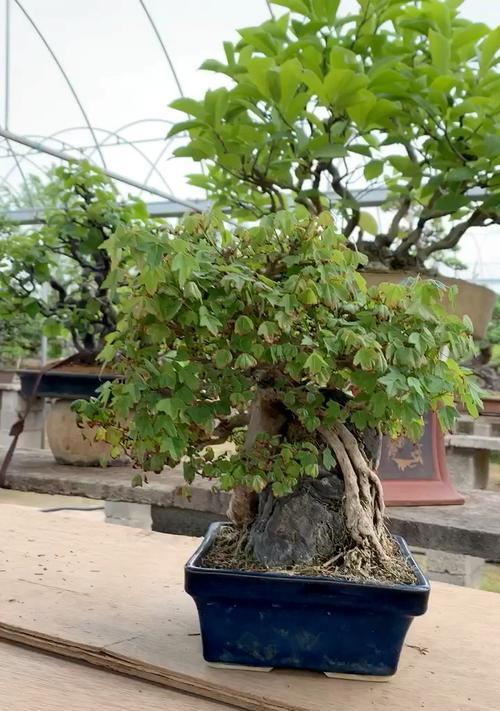 风化石与多肉植物的奇妙结合（探秘风化石多肉植物的奥秘）