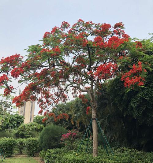 风凰花的开花季节及特点（探寻风凰花的开花时间）