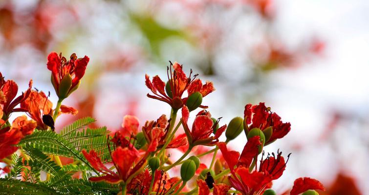 风凰花的开花季节及特点（探寻风凰花的开花时间）