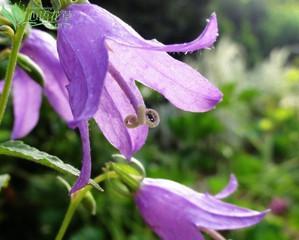 风铃草——一种美丽的野生草（探寻风铃草的生态特点）