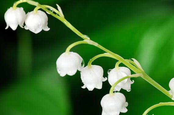 风铃花的花期及特点（探秘这种神秘的花朵）