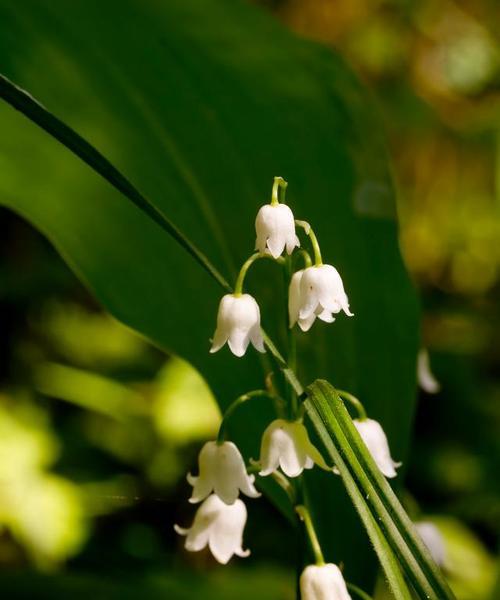 风铃花开花时间及特点（四月花开）