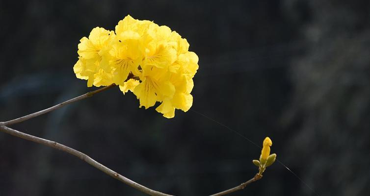 风铃木开花时间及特点（探寻风铃木的花期与开花特征）