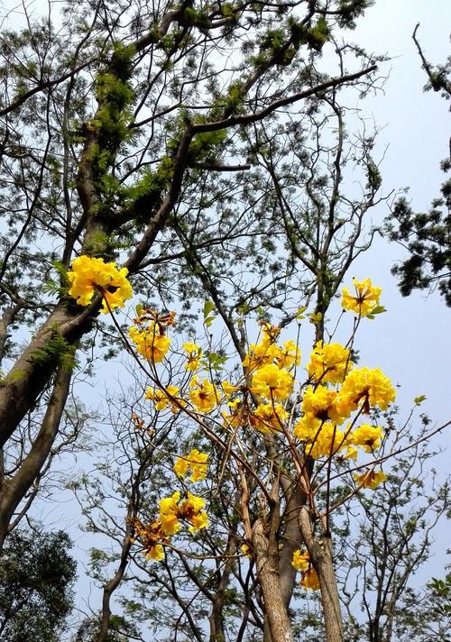 风铃木开花时间及特点（探寻风铃木的花期与开花特征）