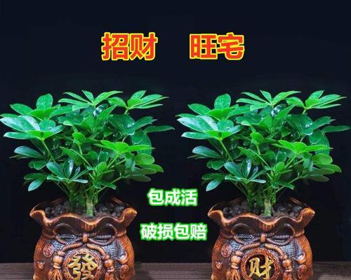 打造宜居风水家，选择合适盆栽植物（从生长环境到习性特点）