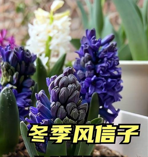 风信子能否在冬天开花（探究冬季风信子的开花奥秘）