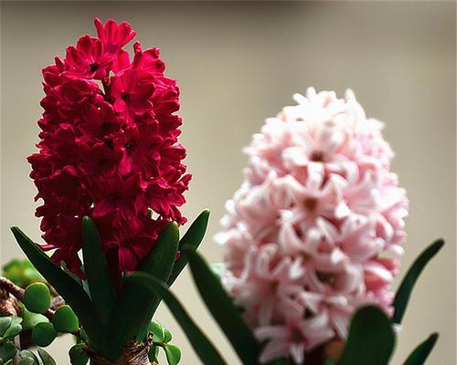 风信子花期（探究风信子花期）