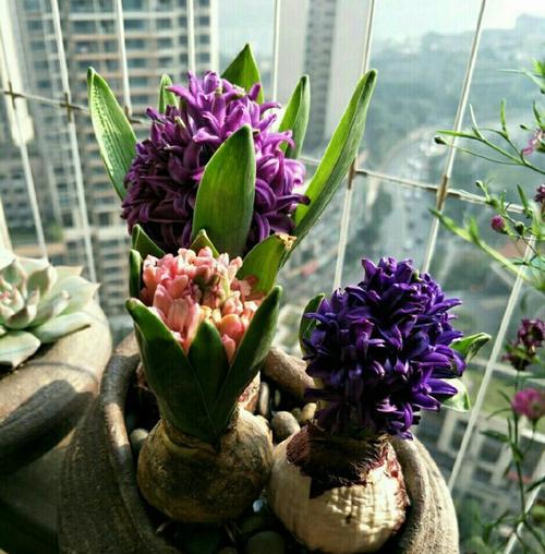 风信子——优雅芳香的春季花卉（外型特征）