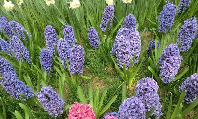 风信子——优雅芳香的春季花卉（外型特征）