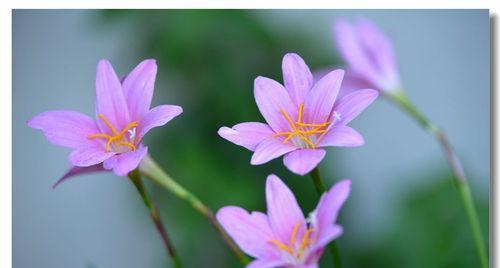 风雨花的花语和寓意（探究风雨花的寓意及其象征意义）