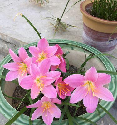 风雨兰的花期及生长习性（探究风雨兰的花期与环境适应性）