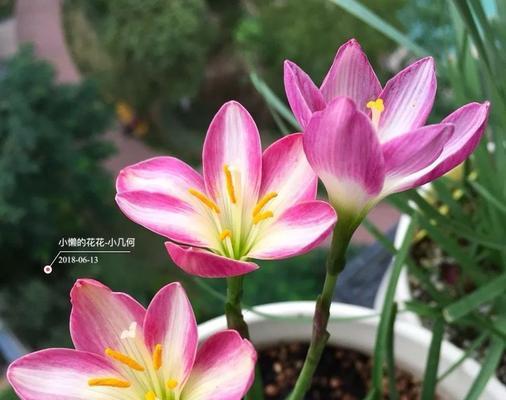 风雨兰的花期及生长习性（探究风雨兰的花期与环境适应性）